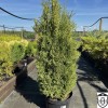 Thuja occidentalis 'Dumosa' - Harilik elupuu 'Dumosa' C5/5L